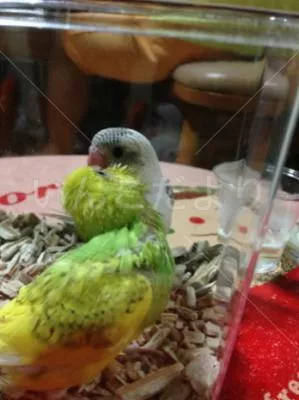 コメントの画像