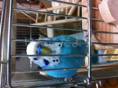 コメントの画像