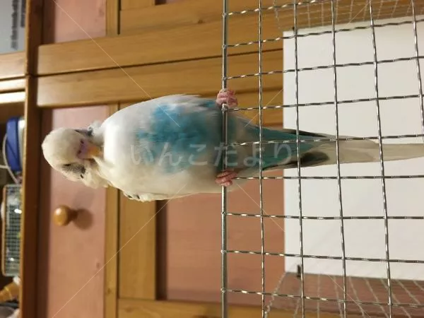 コメントの画像