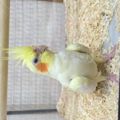 コメントの画像