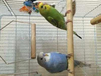 コメントの画像