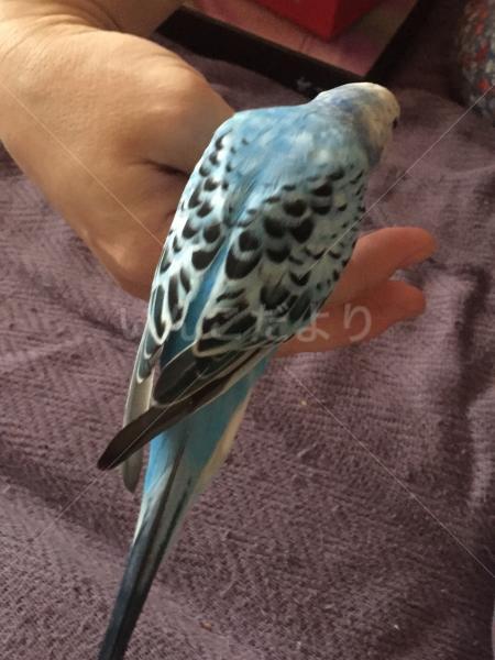 コメントの画像