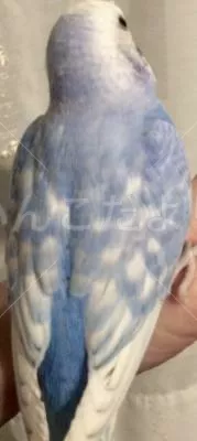 コメントの画像