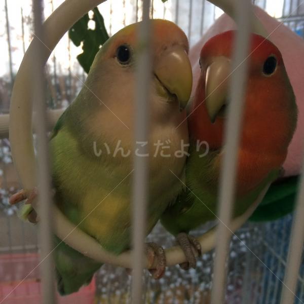 コメントの画像
