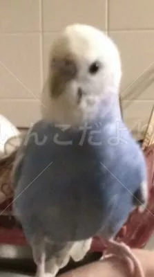 コメントの画像