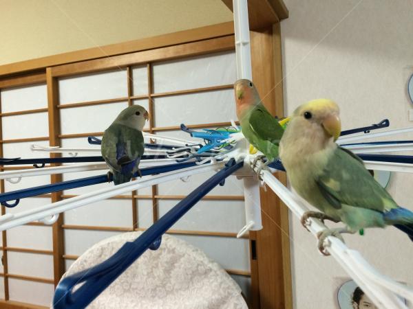 コメントの画像