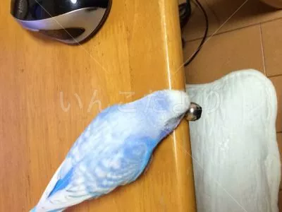 コメントの画像