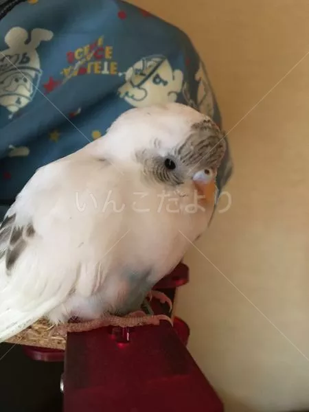 コメントの画像