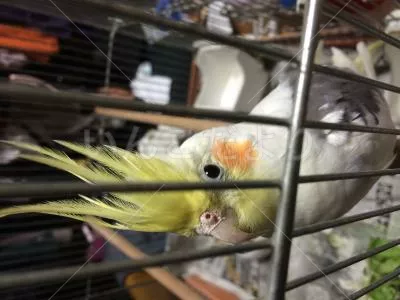 コメントの画像