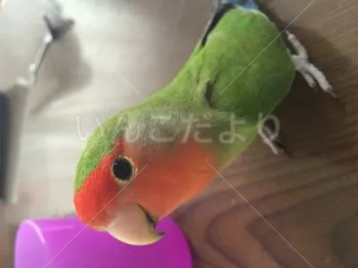 コメントの画像