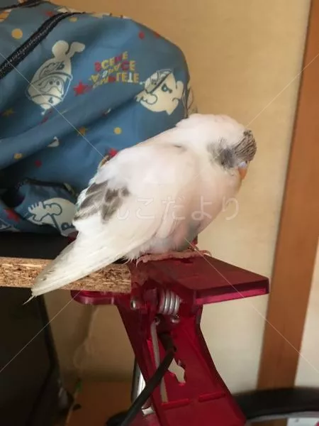 コメントの画像