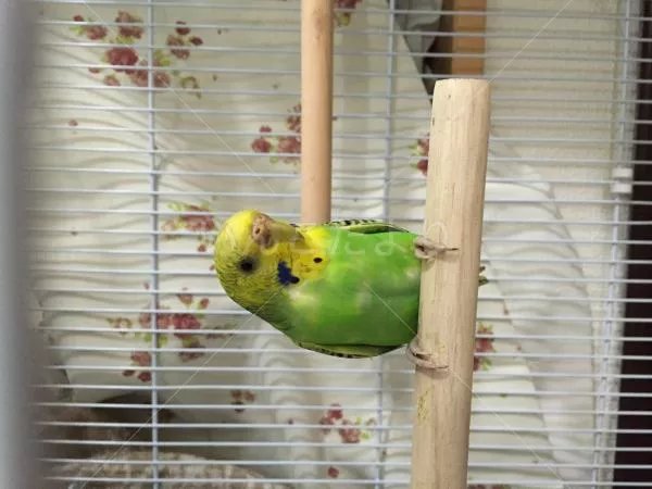 コメントの画像