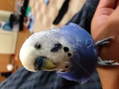 コメントの画像