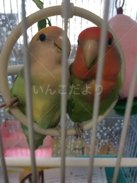 コメントの画像