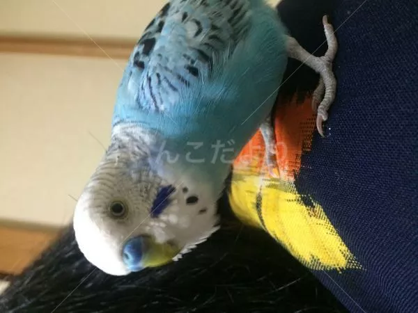 コメントの画像