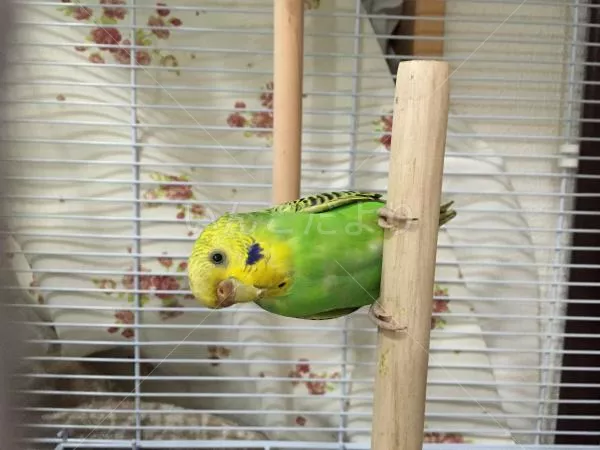 コメントの画像