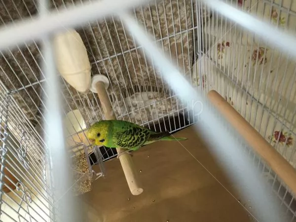 コメントの画像