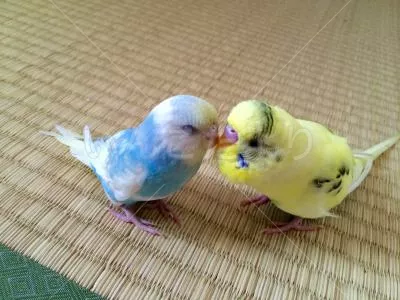 コメントの画像