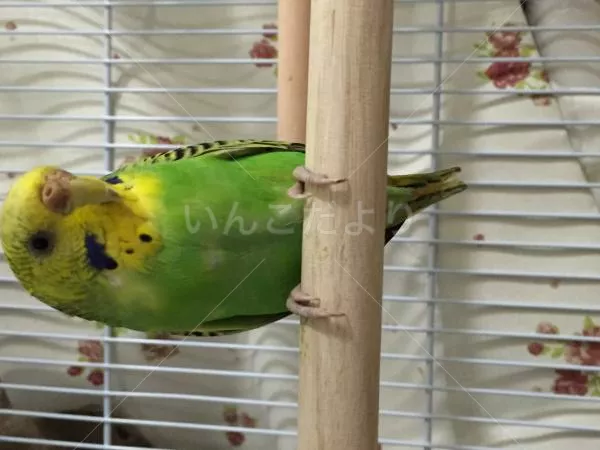 コメントの画像