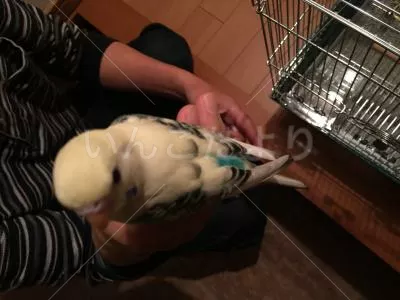 コメントの画像