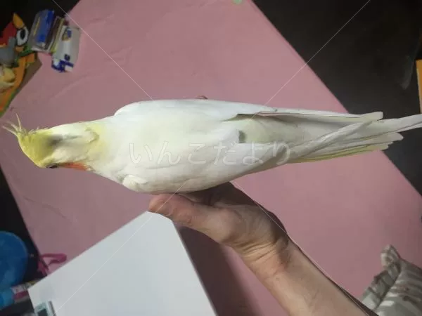 コメントの画像