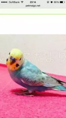 コメントの画像