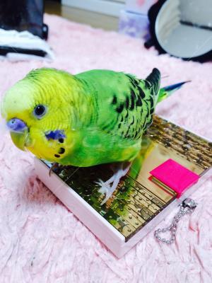 コメントの画像
