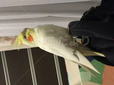 コメントの画像