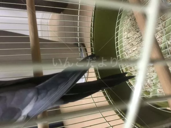 コメントの画像