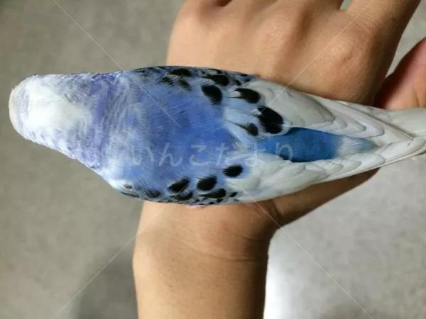 コメントの画像