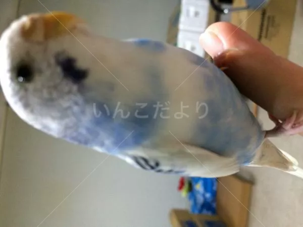 コメントの画像