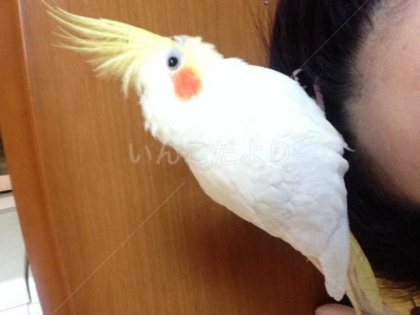コメントの画像