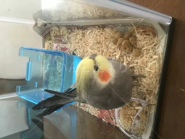 コメントの画像