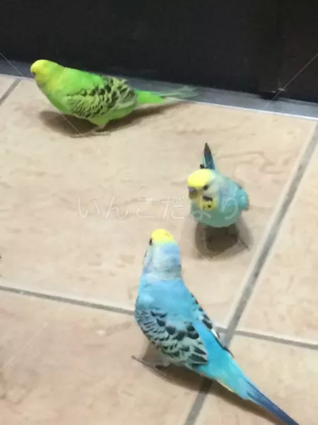 コメントの画像