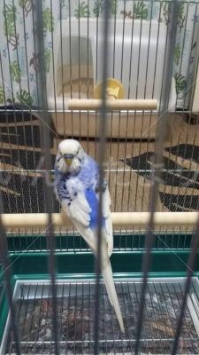 コメントの画像