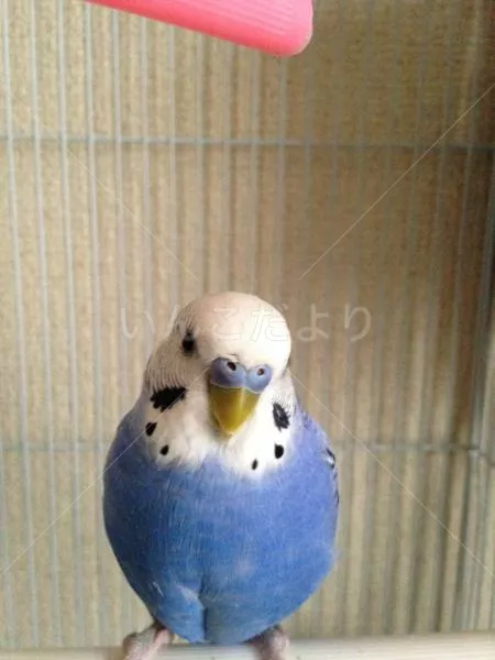 コメントの画像