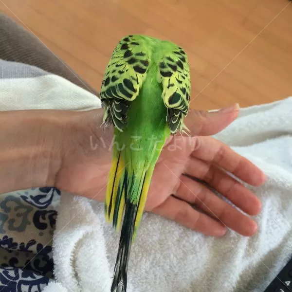 コメントの画像