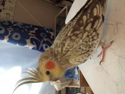 コメントの画像