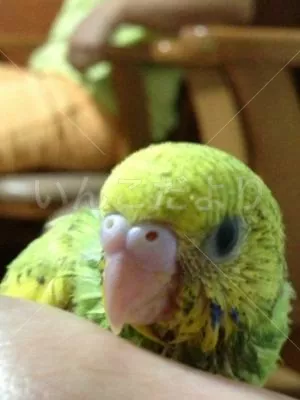 コメントの画像