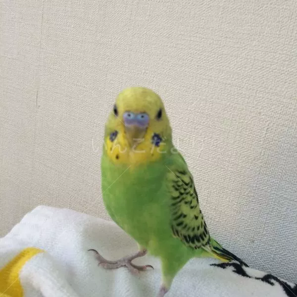 コメントの画像