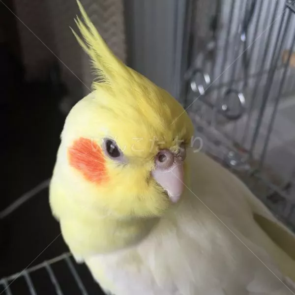 コメントの画像