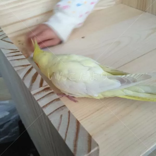 コメントの画像