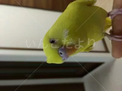 コメントの画像