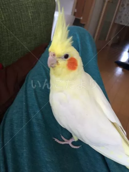 コメントの画像