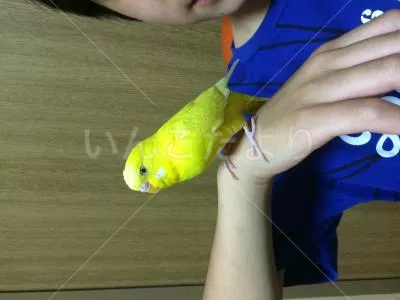 コメントの画像