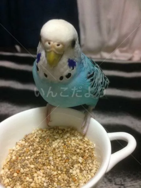 コメントの画像