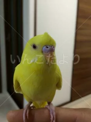 コメントの画像