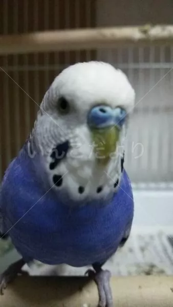 コメントの画像