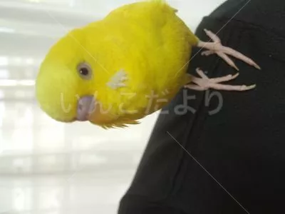 コメントの画像