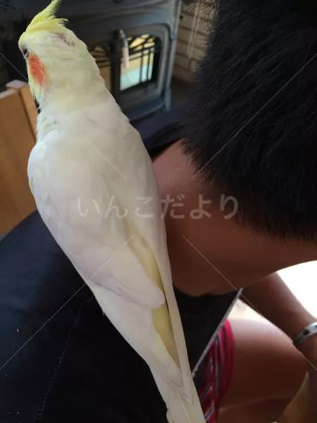 コメントの画像